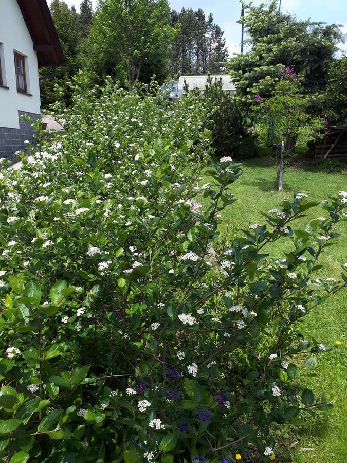 Ferienwohnung Aronia Garten Oberwiesenthal Εξωτερικό φωτογραφία